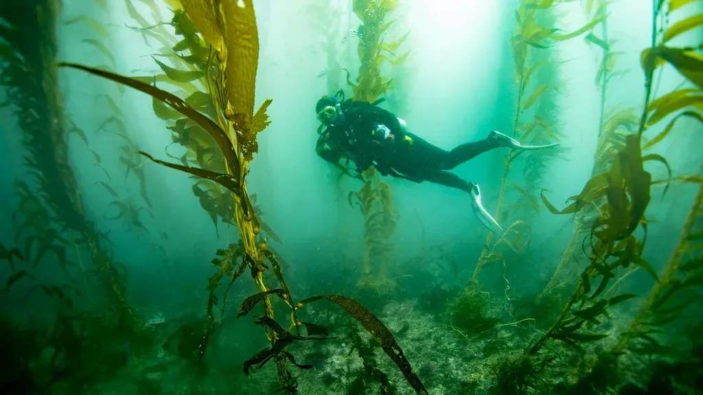 The New Frontier: Monitoring, Genetics, and “Super Kelp” (California Sea Grant, Flickr, CC BY 2.0)