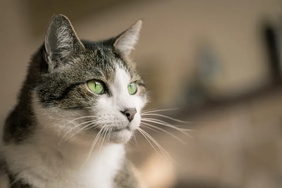The Role of Sound in Your Cat’s Spatial Map (Image Credits: Stocksnap)