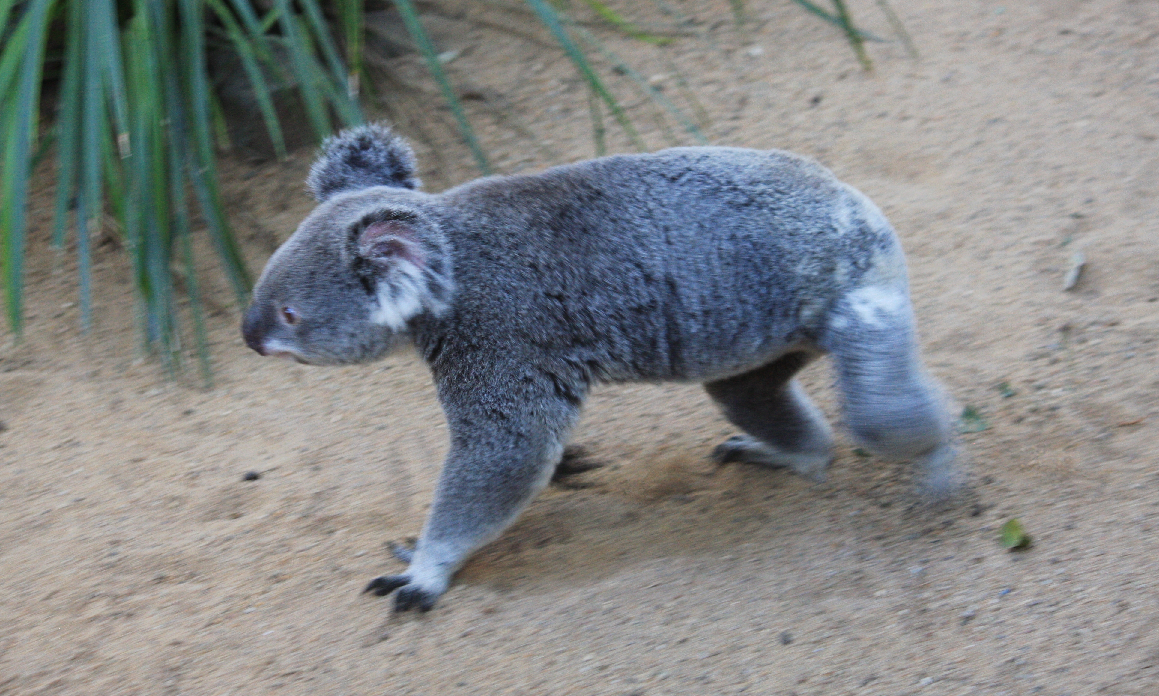 Ecological Niches Filled by Marsupials (Image Credits: Wikimedia)
