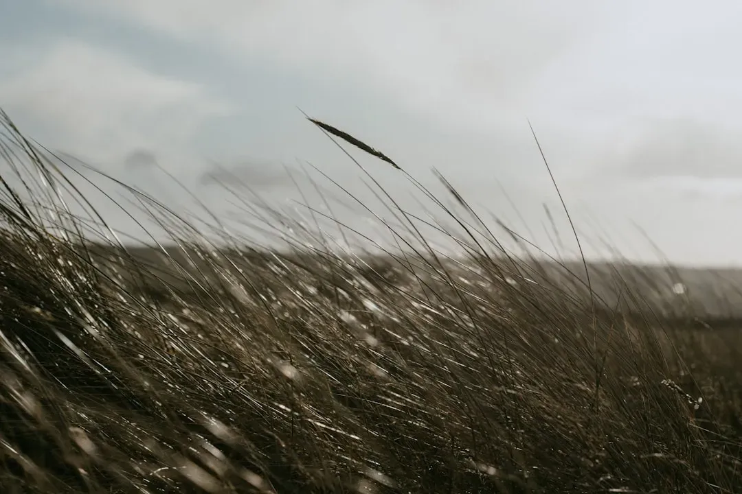 7. Wind: An Invisible Instrument with No Fixed Shape (Image Credits: Unsplash)