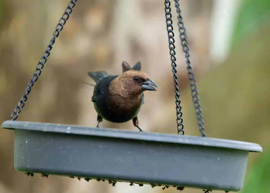 It Is Also a Window Into How Human Changes Shape Wild Behavior (Image Credits: Pexels)