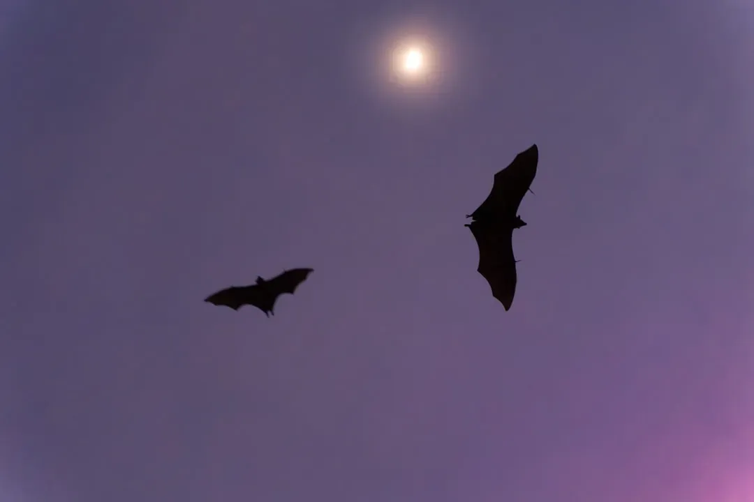 Bats: Seeing the World With Sound (Image Credits: Unsplash)