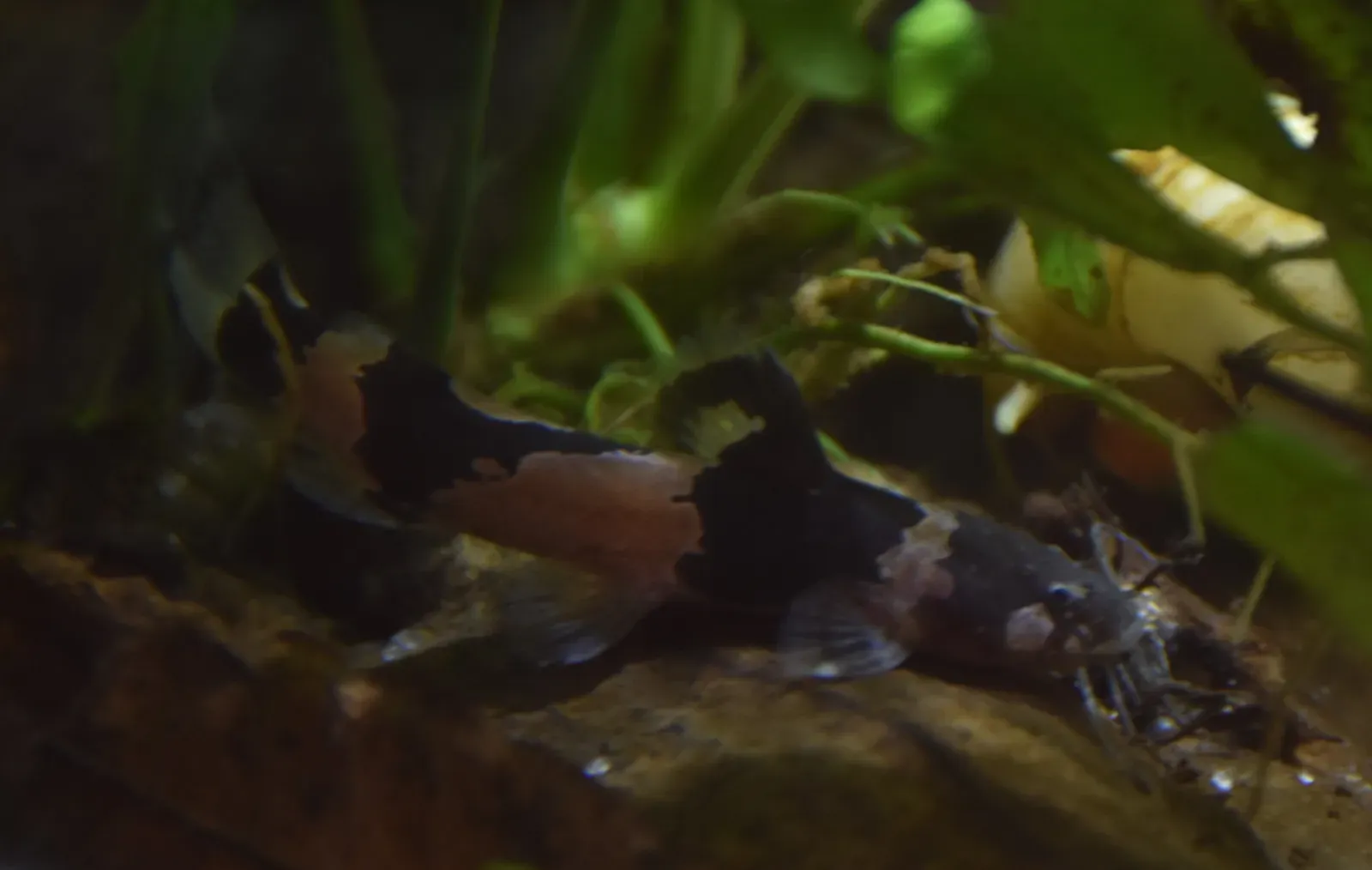 Tiny Catfish Climbing Massive Waterfalls (Image Credits: Wikimedia)