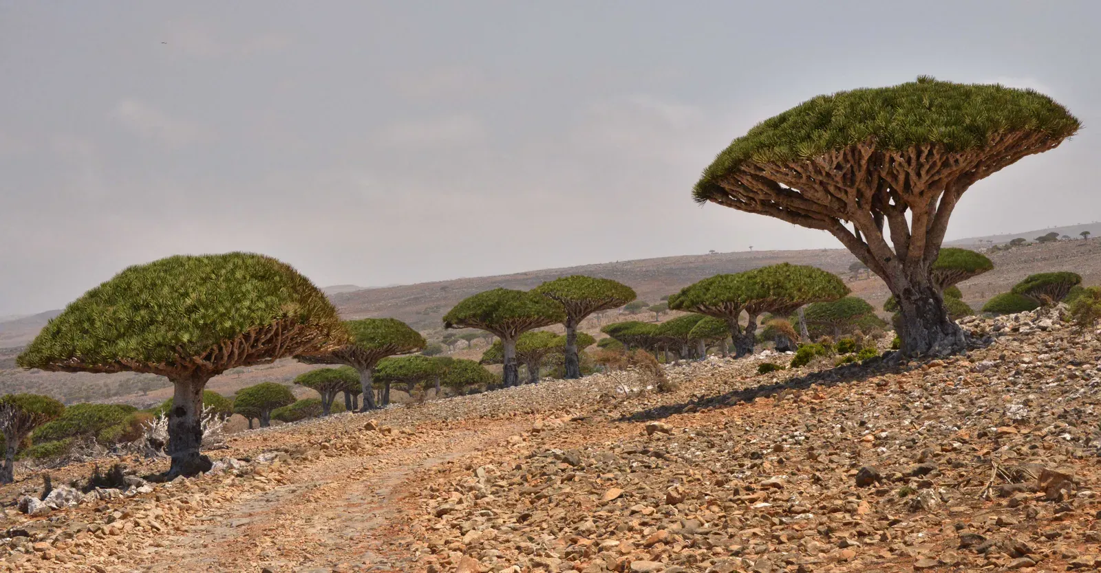 Socotra Island: An Alien World on Earth (Image Credits: Wikimedia)