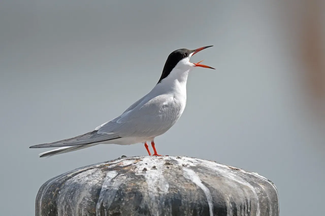 3. Arctic Terns Fly the Longest Migration on the Planet (Image Credits: Pixabay)