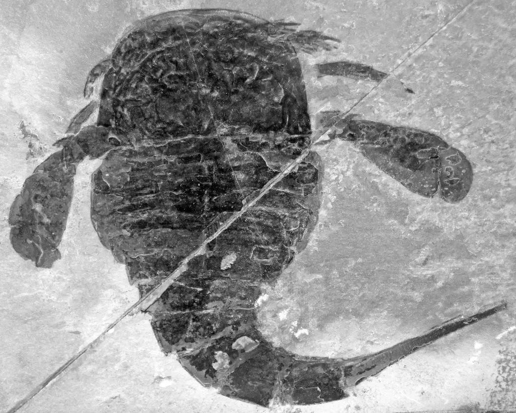 Sea Scorpions and Aquatic Giants: When “Insects” Ruled the Water Too (James St. John, Flickr, CC BY 2.0)