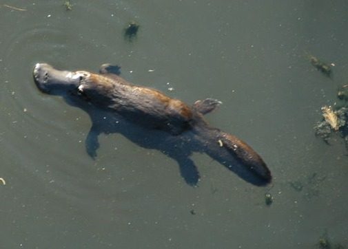 Platypuses: The Electric Detectives (Image Credits: Wikimedia)