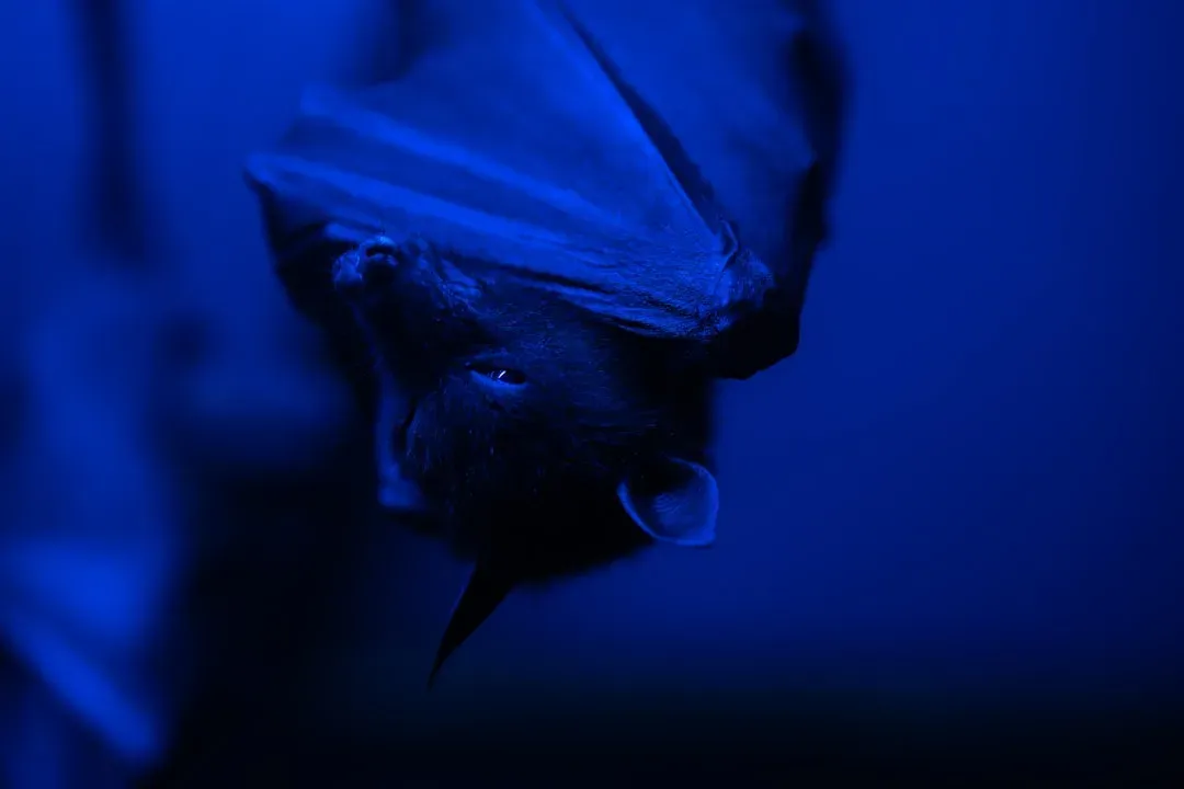 Gemini – The Nocturnal Bat (Image Credits: Unsplash)