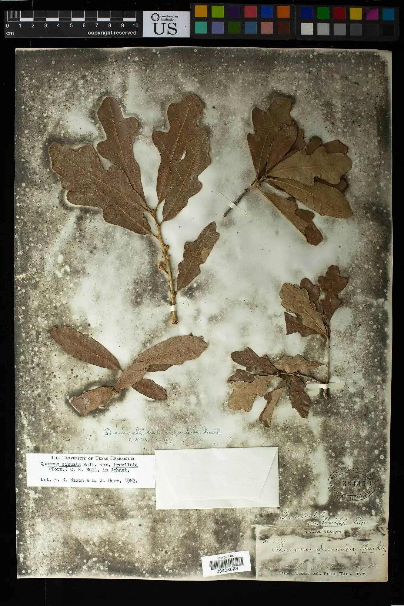 #2 - Herbarium Sheets Hiding Entire Unrecognized Plant Lineages (By Specimen collected by Elihu Hall. Documented by Ingrid P. Lin., Public domain)