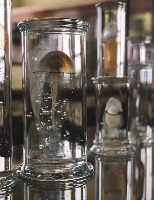 #13 - The Jellyfish That Exist Only In Jars (Image Credits: Pexels)