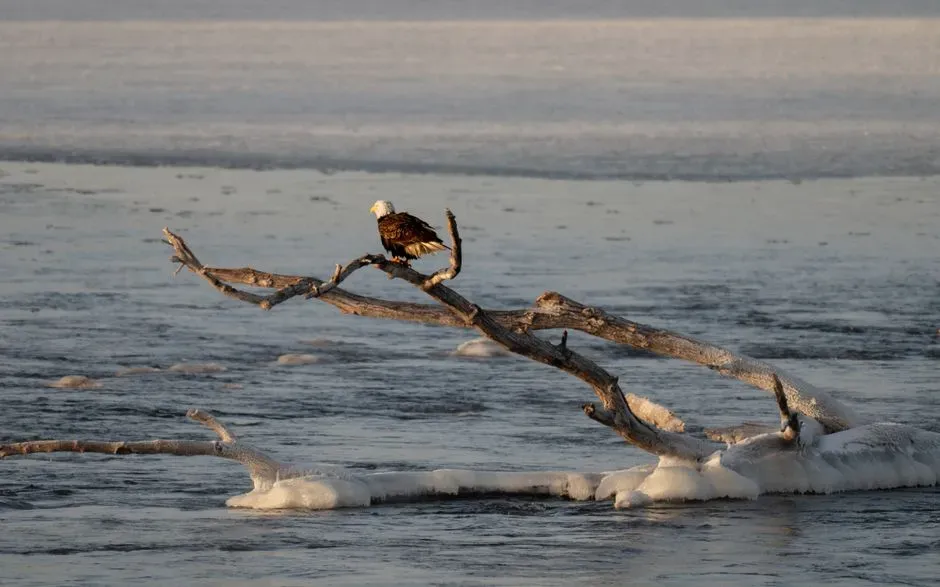 8. Wisconsin River (Wisconsin) (Image Credits: Pexels)
