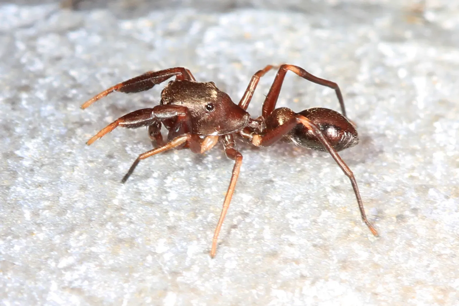 The Living Ant Trails: Spider Mimics That Hack Predator Psychology (Image Credits: Wikimedia)