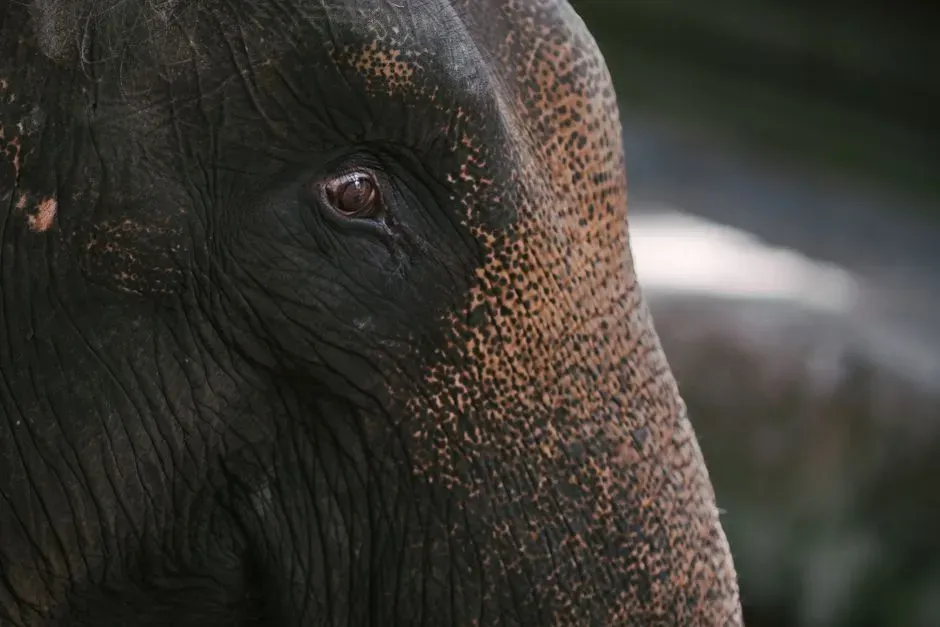 Grief, Memory, and the Elephant’s Extraordinary Social Life (Image Credits: Pexels)