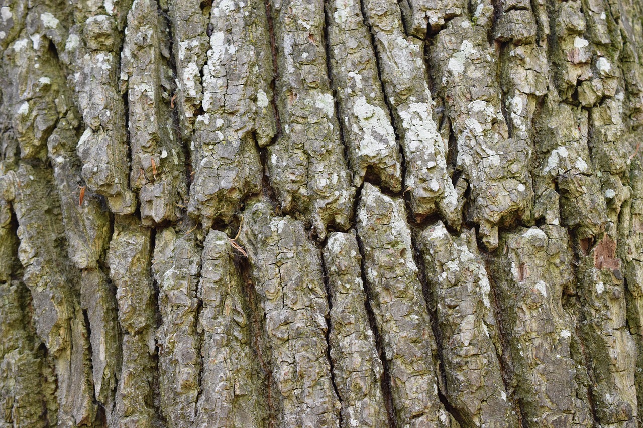 Fault Systems and Magnetic Lineaments (Image Credits: Pixabay)