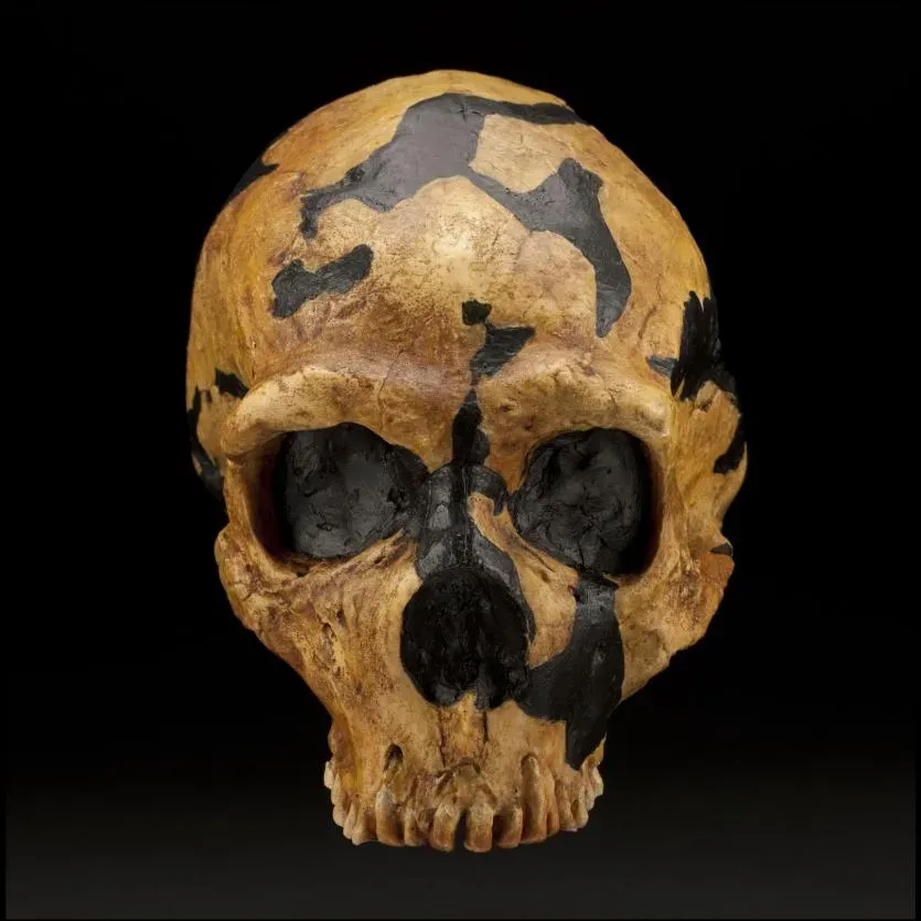 #2 - Skull Robustness Gets Trickier the Older the Remains Are (Neandertal skull, Shanidar Cave archaeological site, Zagros Mountains, Erbil Governorate, Iraqi KurdistanUploaded by FunkMonk, CC BY 2.0)