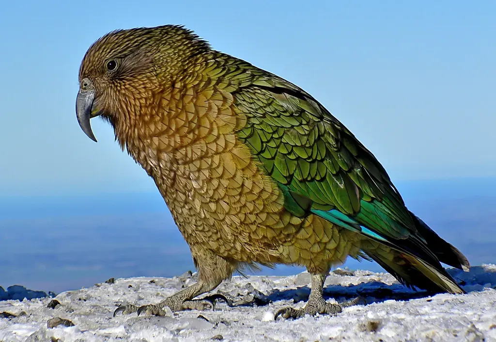 3. Kea – The Cheeky Alpine Genius (Image Credits: Rawpixel)