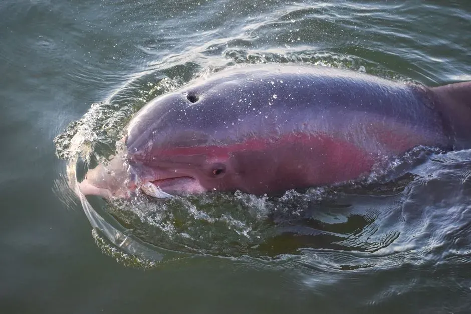 #6 - River Dolphins, Marooned in Rivers Thousands of Miles Apart (Image Credits: Pexels)