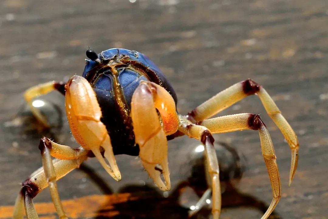 Insects, Crabs, and the Expanding Frontier of Sentience (Image Credits: Unsplash)