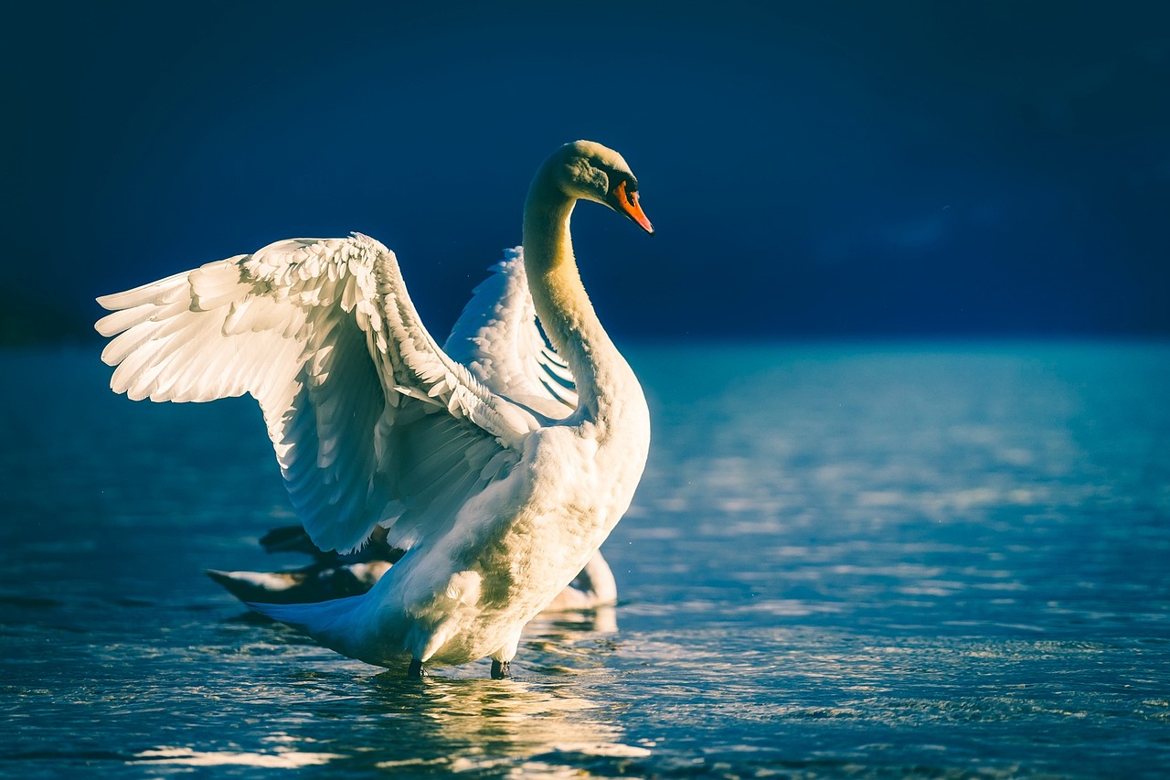 The Swan's Deception: Libra's Beautiful Danger (Image Credits: Pixabay)