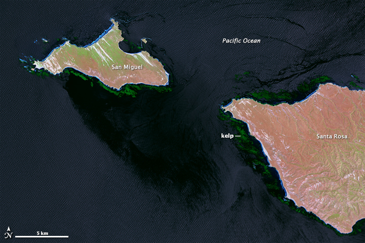 From Ancient Tools to Modern Science: Kelp Knowledge Converges (Image Credits: Wikimedia)