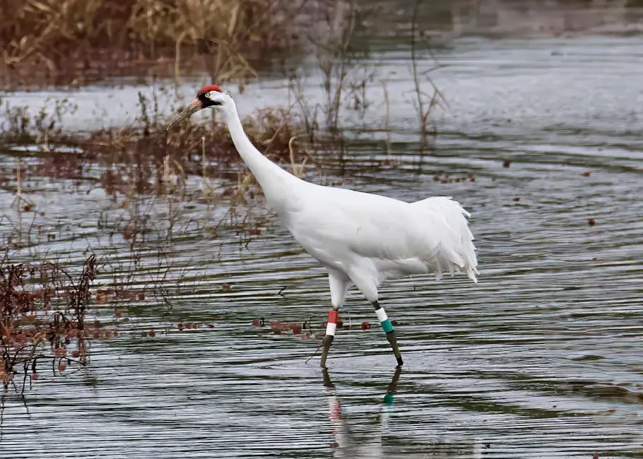 Whooping Crane: Teaching a Migration Back to the Skies (Image Credits: Pexels)