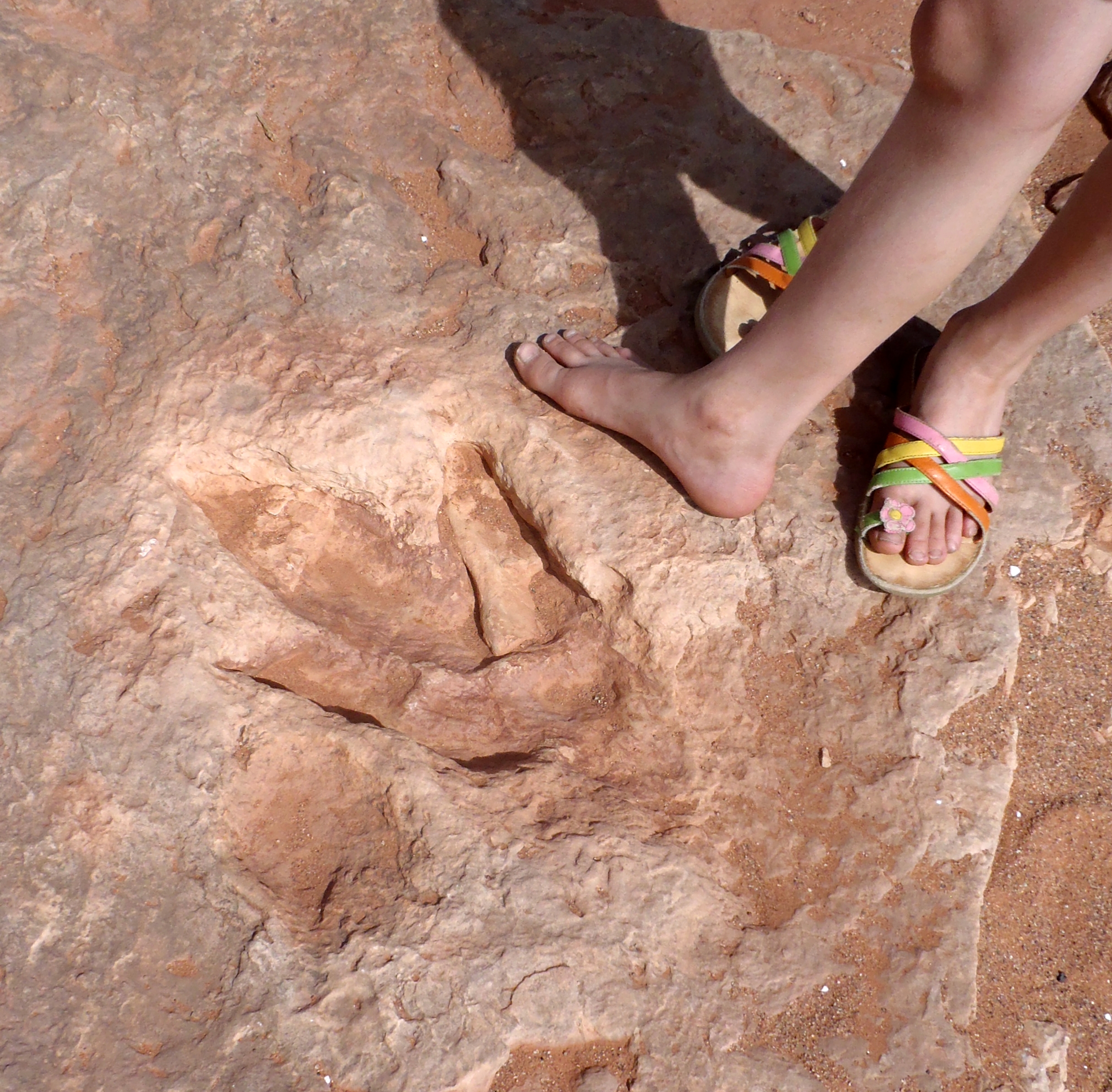Texas Tracks Reappear in Stone (Image Credits: Wikimedia)