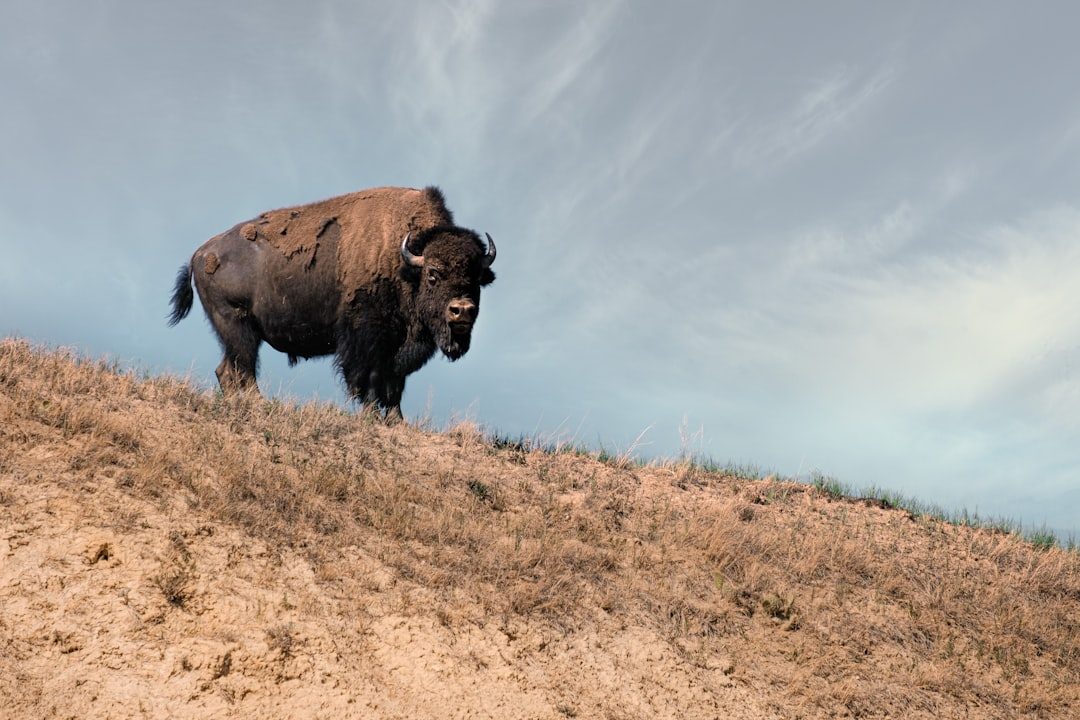 The Buffalo (Bison): Provider Of Life On The Plains (Image Credits: Unsplash)