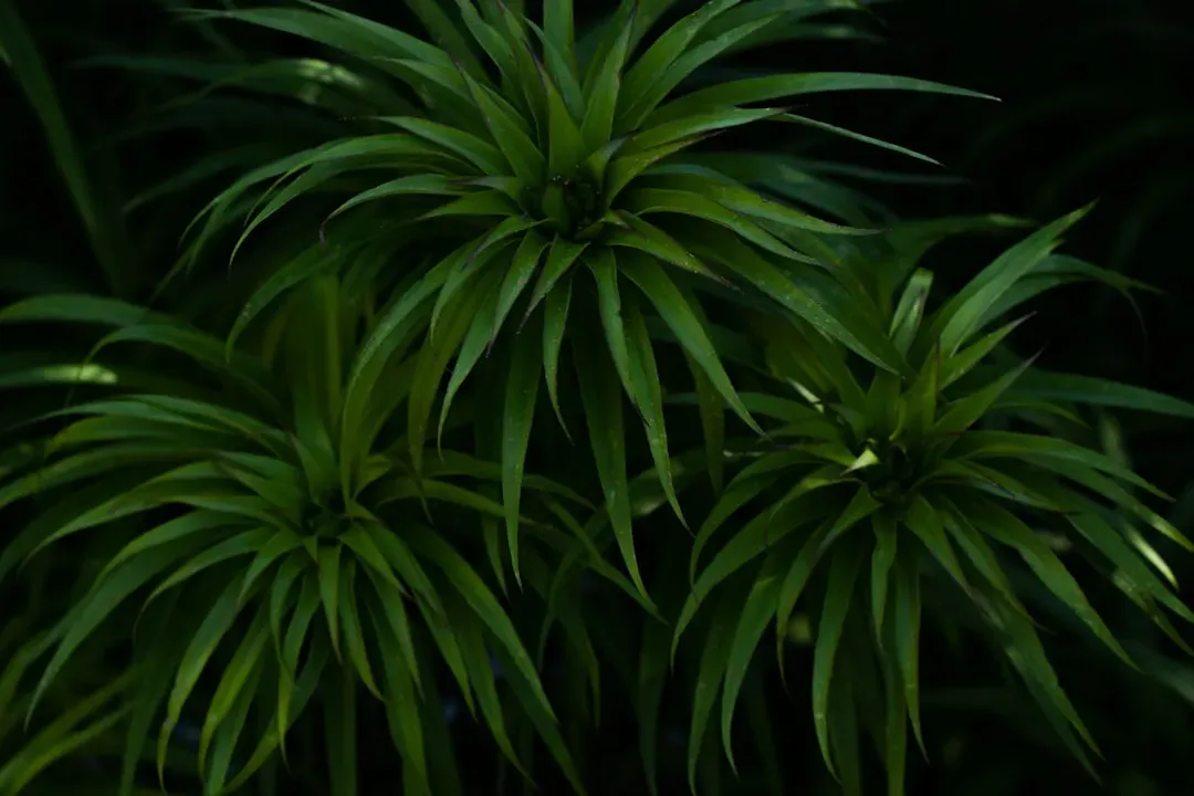 5. Ultrasonic Sounds: Plants That Scream When Stressed (Image Credits: Unsplash)