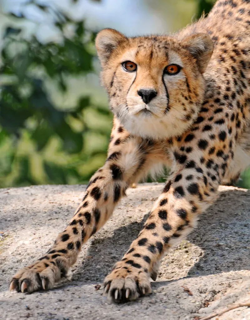 Their Claws Are More Like Dog Claws (Image Credits: Flickr)