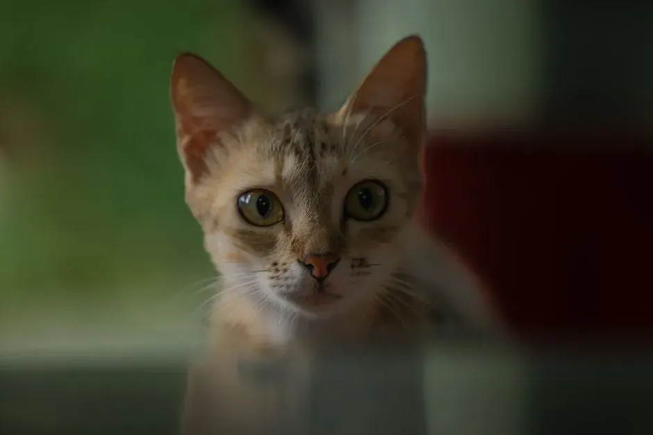 The Strange Stillness: What Your Cat Might See When You See Nothing (Image Credits: Pexels)