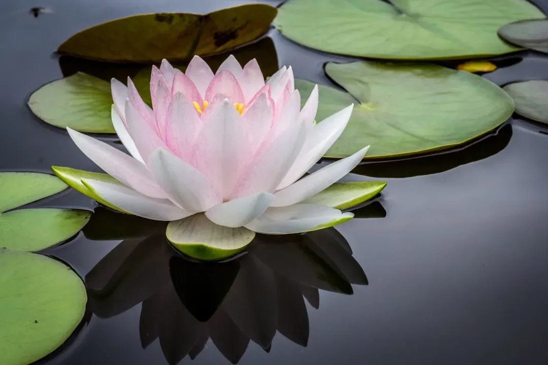 Pisces – Water Lily: Dreamy, Empathic, And Softly Otherworldly (Image Credits: Unsplash)