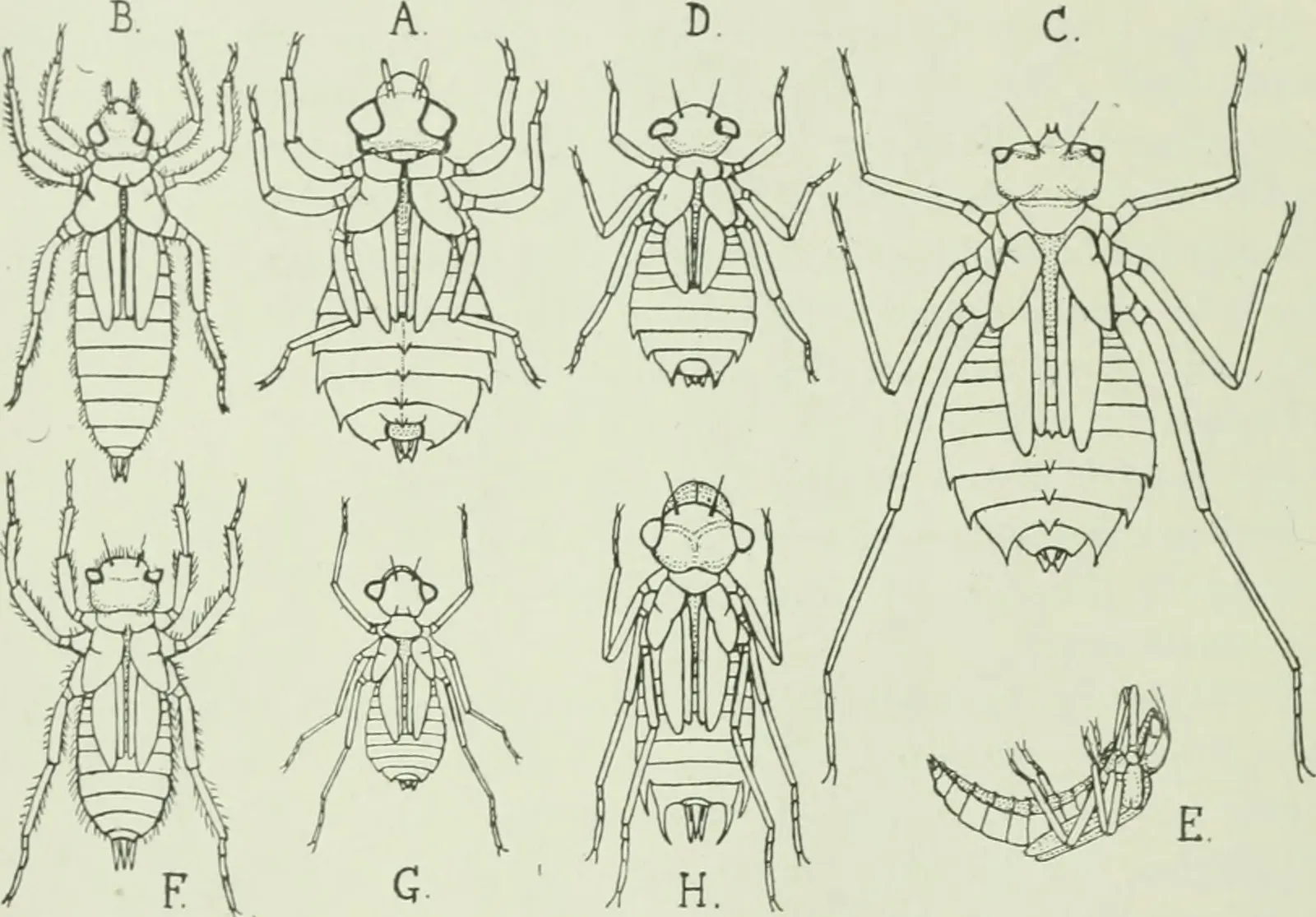 Global Perspectives: Life Adapts in Ways We Never Expected (Image Credits: Wikimedia)