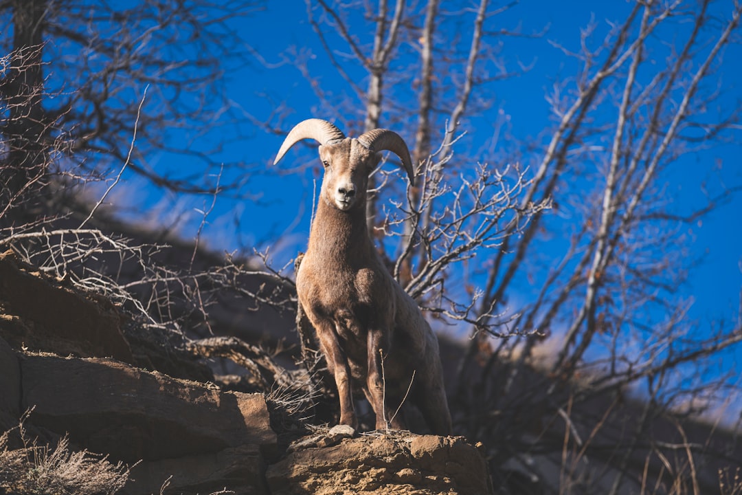 Aries: The Mountain Ram in Motion (Image Credits: Unsplash)