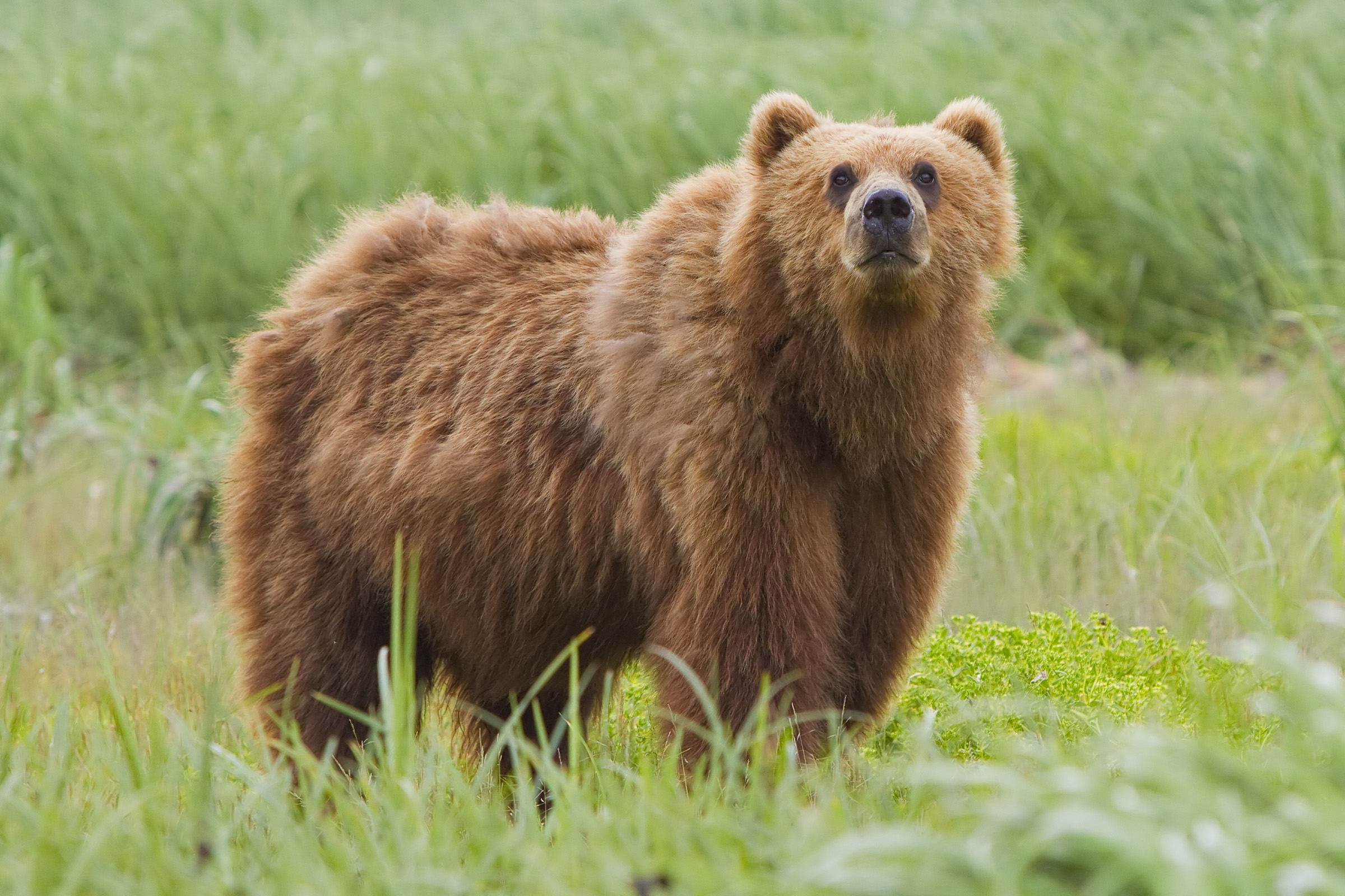Taurus and the Bear: Embracing Strength and Stability (Image Credits: Wikimedia)