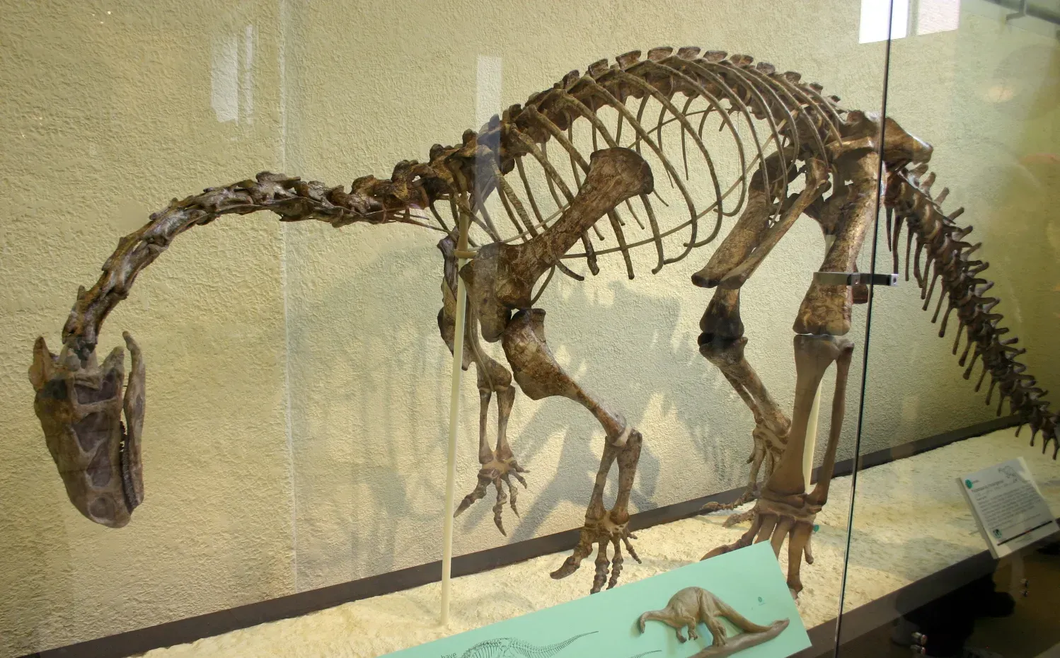 #3 - "Prosauropods" and the Awkward Two-Legged, Four-Legged Flip-Flop (Plateosaurus trossingensisUploaded by FunkMonk, CC BY-SA 2.0)