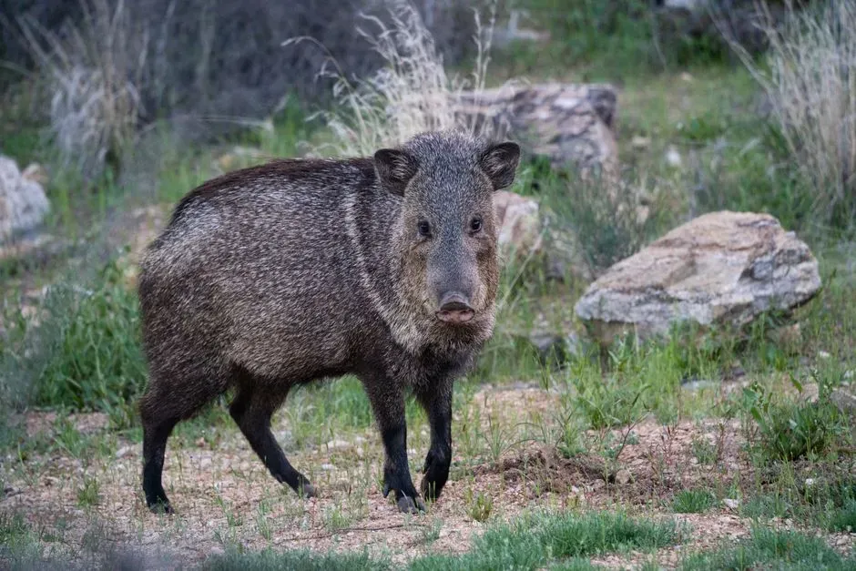 #3 - The Chacoan Peccary Was Classified as Extinct From Fossils, Then Found Grazing in the Chaco (Image Credits: Pexels)