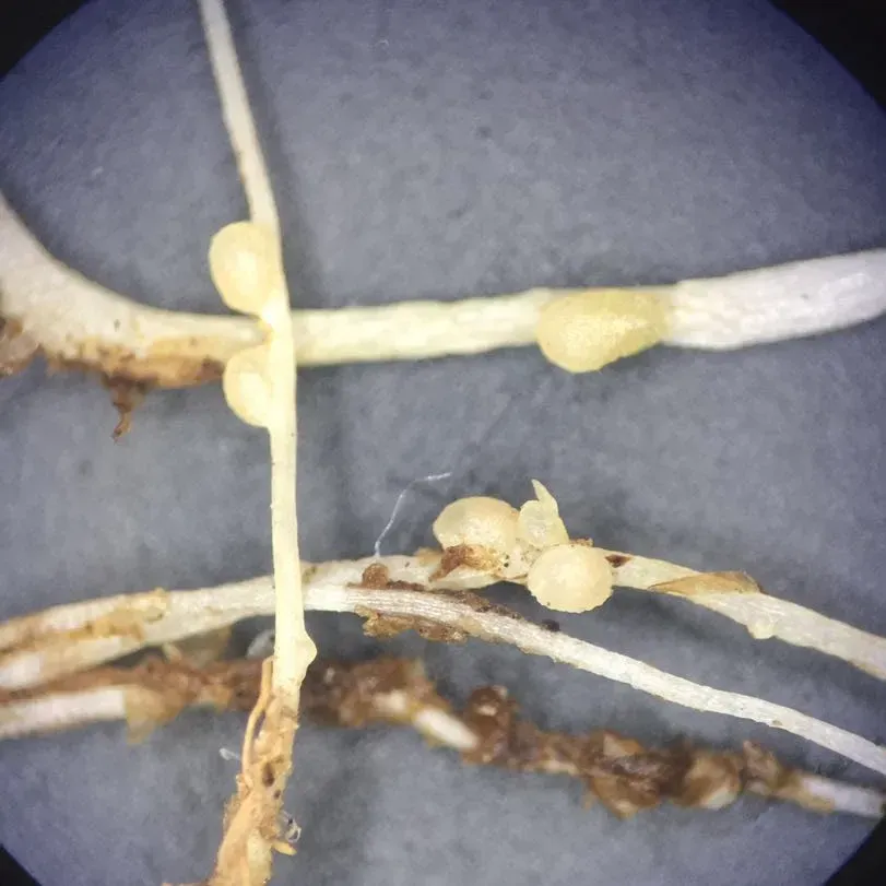 The Nitrogen Fixers: Feeding the World at Microscopic Scale (Image Credits: Wikimedia)