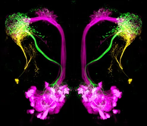 Dopamine: The Drive Behind Desire (Neurons in the Drosophila brain, CC BY 2.0)