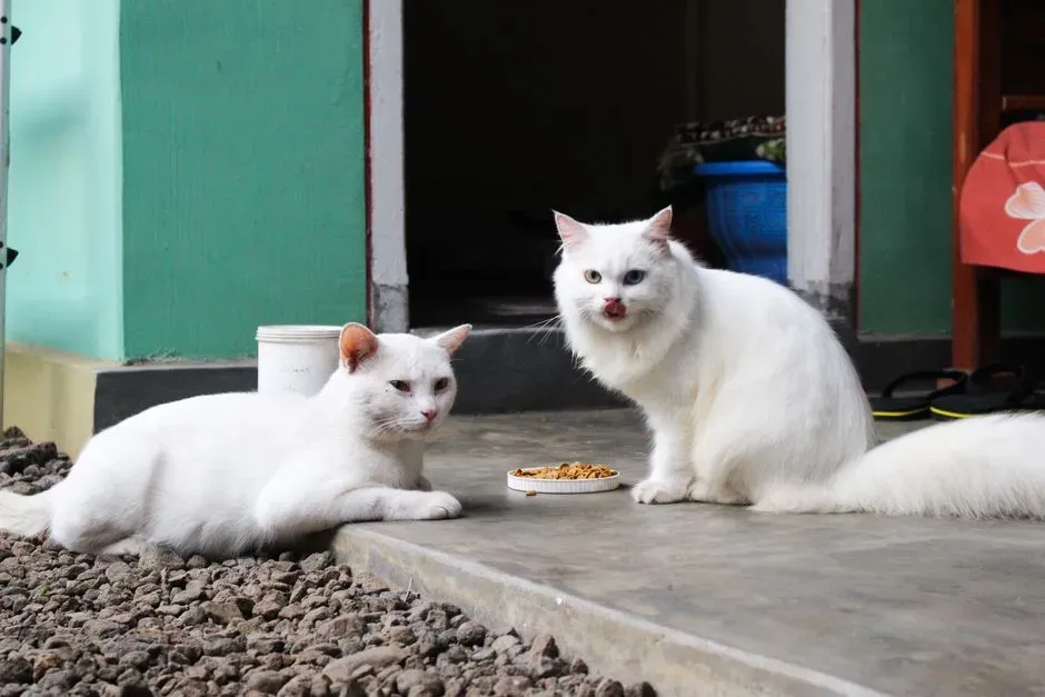 Ethical Options: Feeding, TNR, Adoption, or Calling for Help (Image Credits: Pexels)