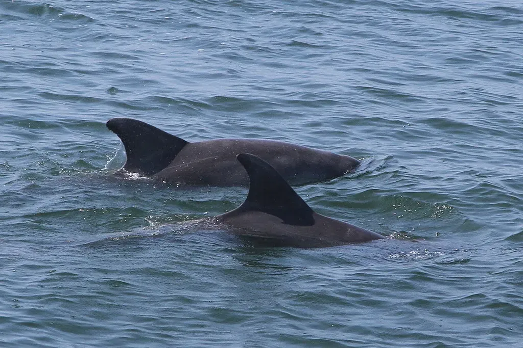 #2 - Friendship Hotspots: Towns Where Dolphins Choose Us Back (Jim, the Photographer, Flickr, CC BY 2.0)