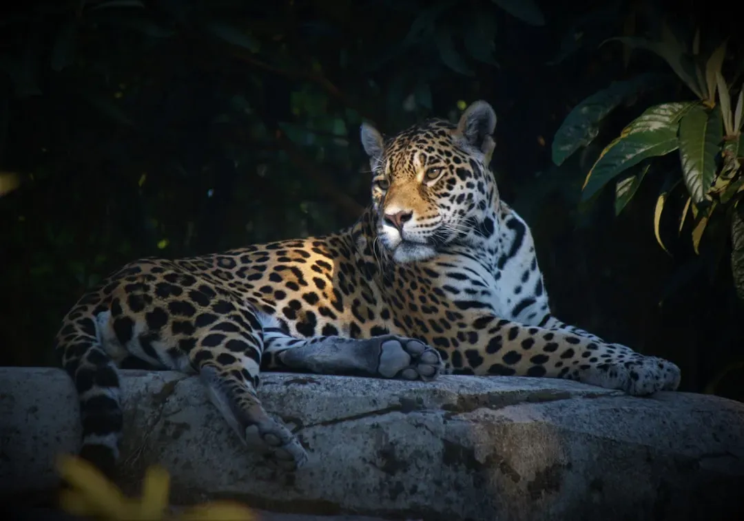 Conclusion: Walking With The Cats At The Edge Of The Dark (Image Credits: Unsplash)