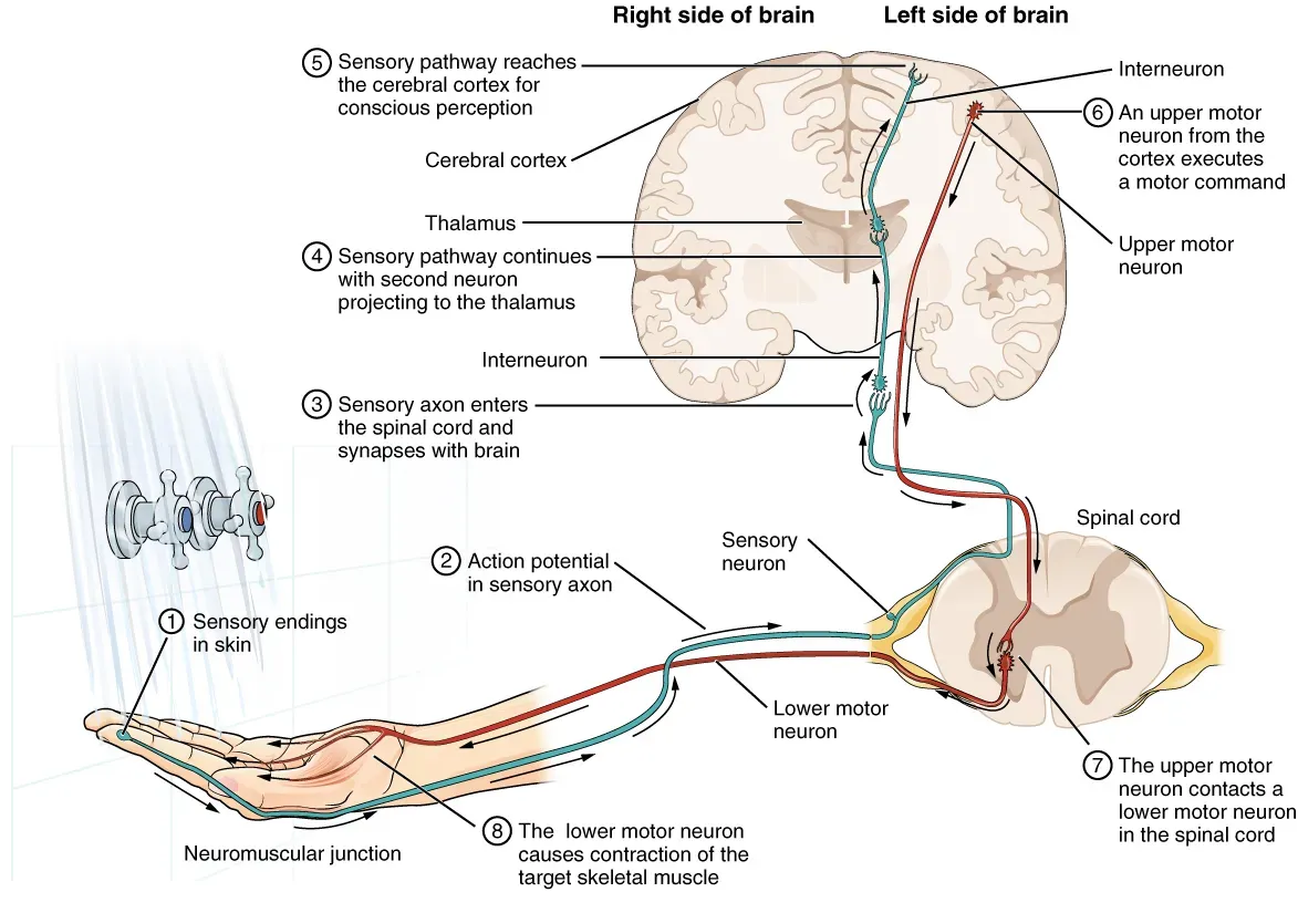 Memory, Learning, and the Price of Plasticity (By OpenStax, CC BY 4.0)