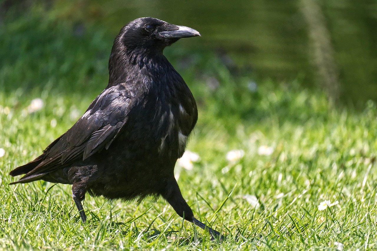 Ravens: Gemini's Problem-Solving Twins (Image Credits: Pixabay)