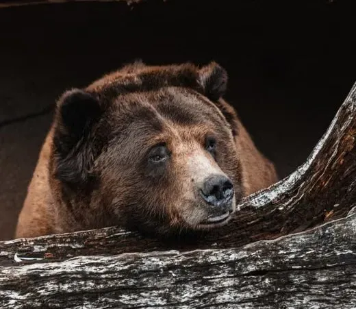Conclusion: Meeting the Bear at the Threshold (Image Credits: Pexels)