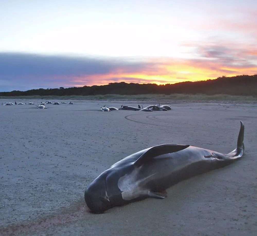 5. Mass Whale Strandings: Why Do They Walk Onto Land? (Oregon State University, Flickr, CC BY-SA 2.0)