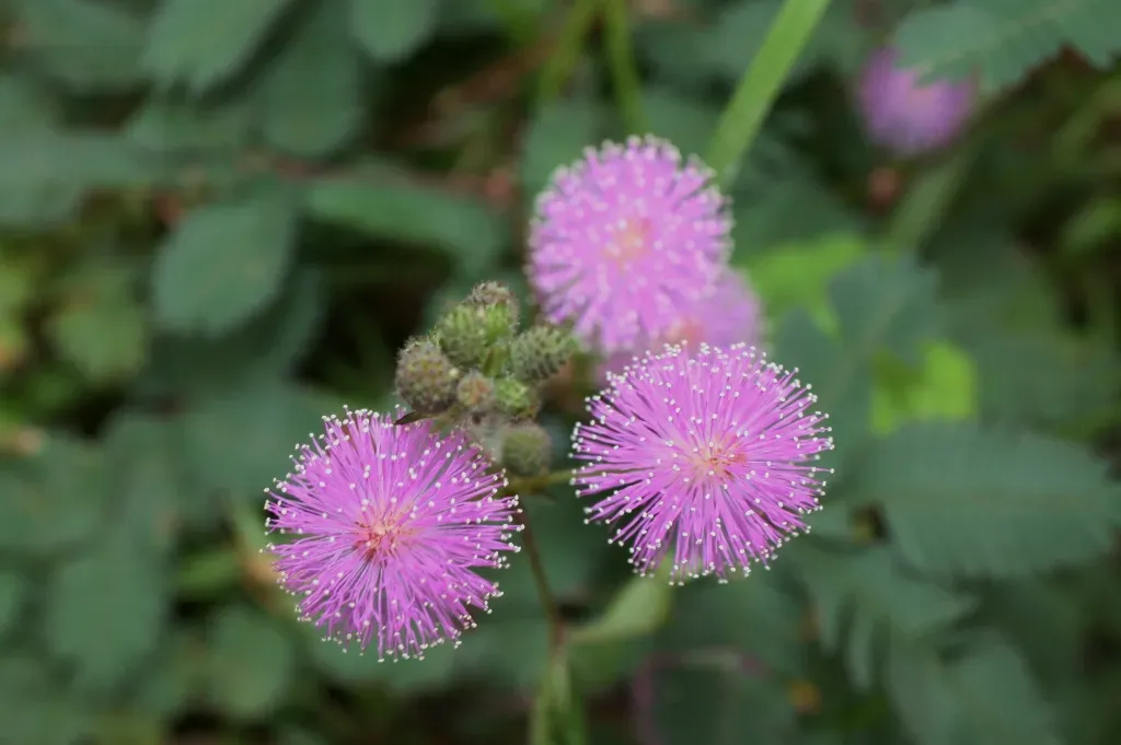 2. Mimosa Pudica - The Shy Plant With a Memory (Image Credits: Wikimedia)