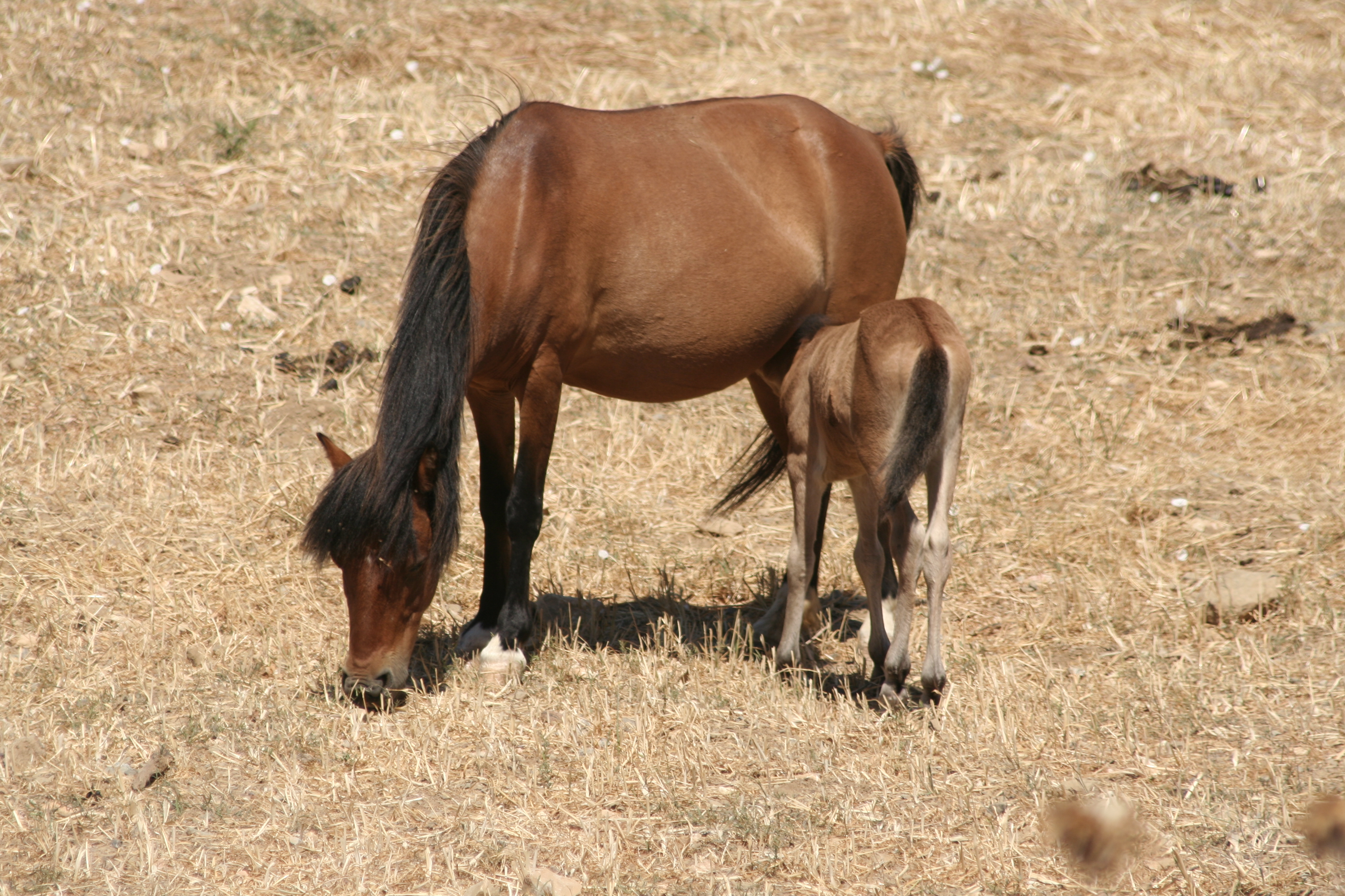 Skyros Pony: Greece’s Island Horse With A Narrow Horizon (Image Credits: Wikimedia)