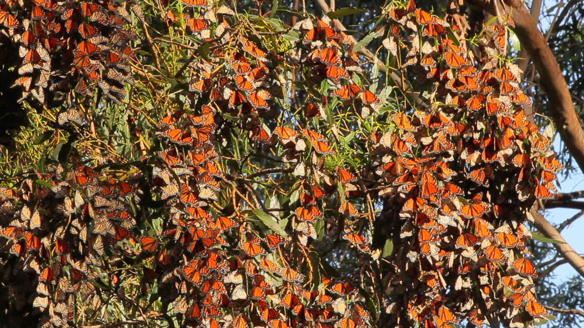 Pea Island National Wildlife Refuge, North Carolina (Image Credits: Wikimedia)