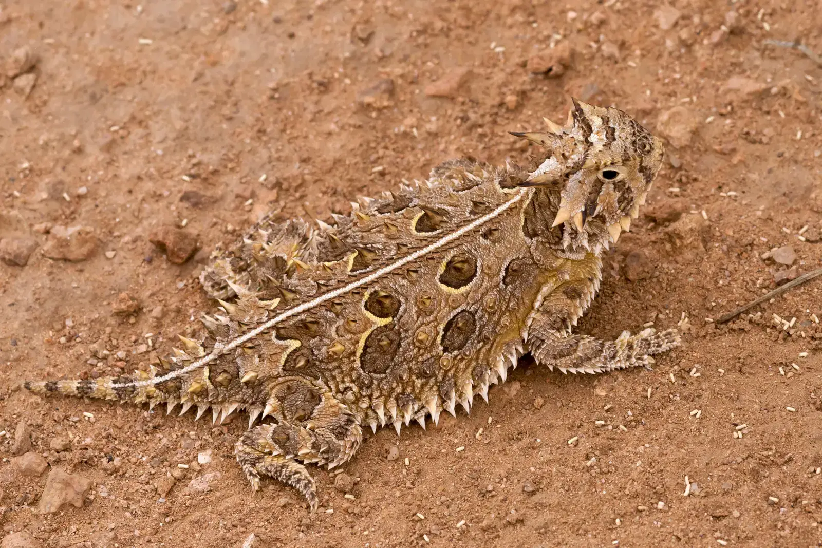 Why Camouflage Is Life or Death in the Desert (Phrynosoma cornutum, CC0)
