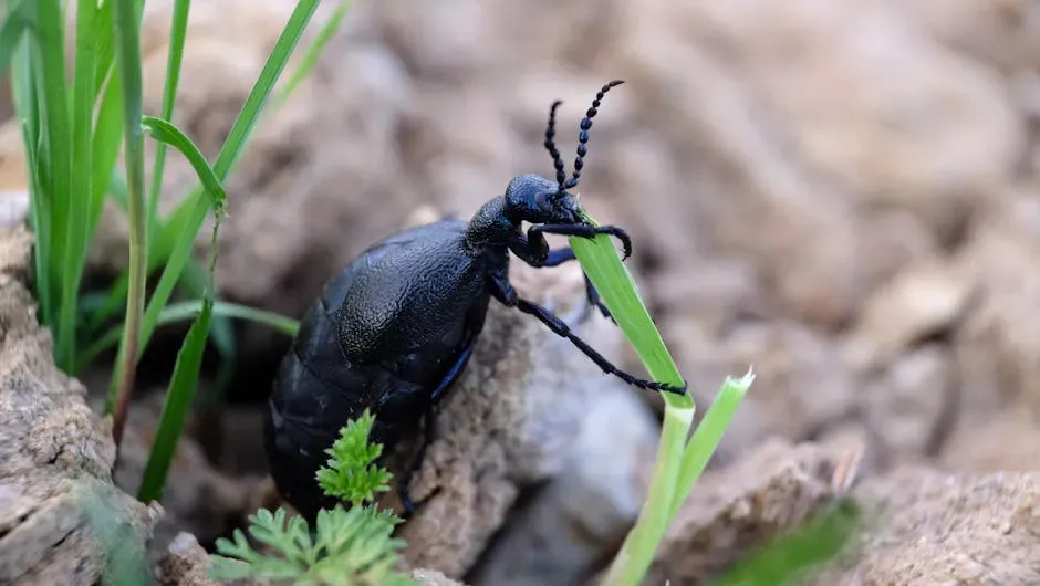 3. Oil Blister Beetles: Larvae That Pretend to Be a Sexy Bee (Image Credits: Pexels)